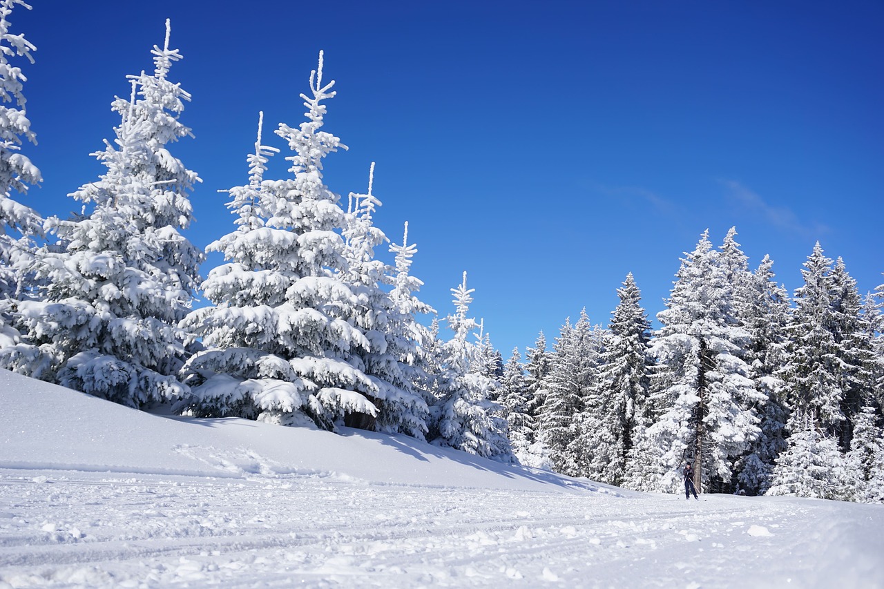 skiing, trees, snow, field, snow field, snow forest, forest, woods, woodlands, conifers, nature, coniferous, conifer forest, evergreen, winter, ski slope, snow landscape, rennsteig, thuringia germany, landscape, trail, snowy, skiing, skiing, skiing, skiing, skiing, snow, snow, winter, winter